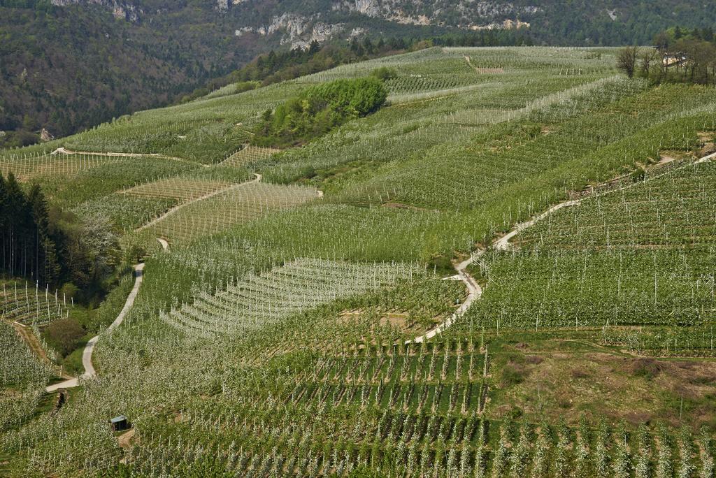 San Michele allʼAdige B&B La Casa Del Sole المظهر الخارجي الصورة