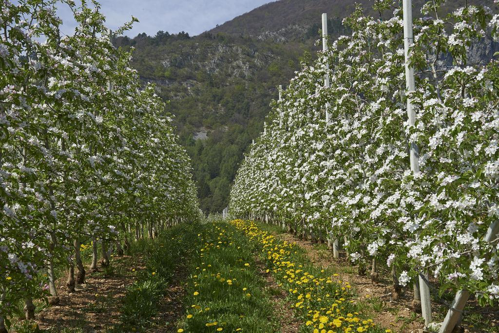 San Michele allʼAdige B&B La Casa Del Sole المظهر الخارجي الصورة