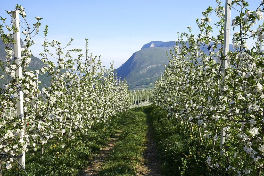 San Michele allʼAdige B&B La Casa Del Sole المظهر الخارجي الصورة